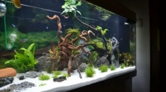 Oprema za akvarij. Što kupiti rasvjeta, filteri, grijani